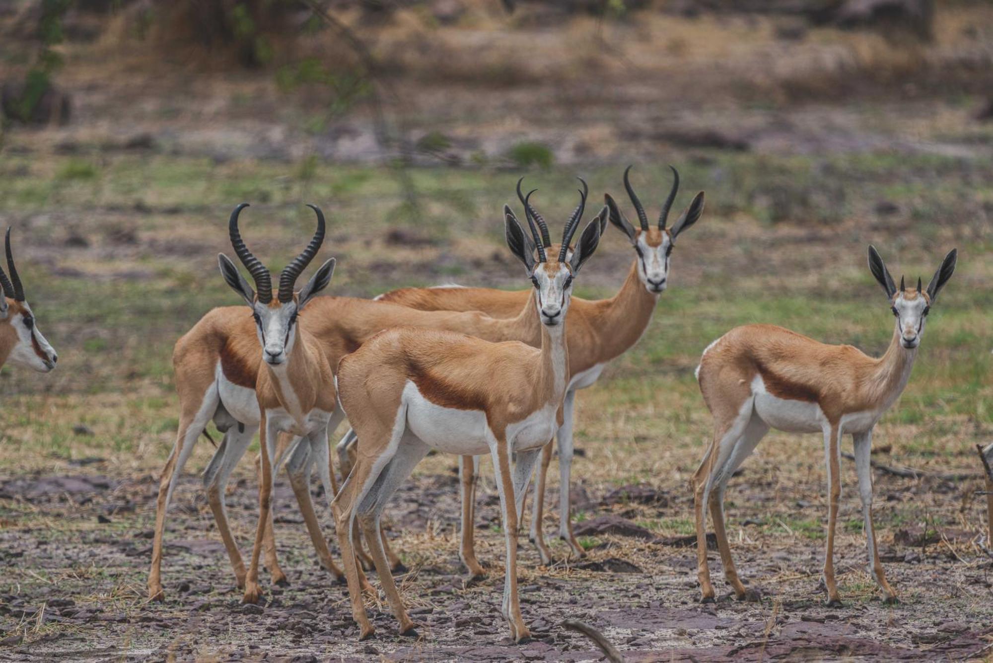 Grassland Safari Lodge Ghanzi Exteriör bild